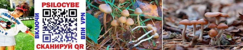 Галлюциногенные грибы Psilocybe  Коркино 